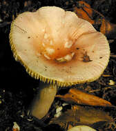 Image of Russula betularum Hora 1960