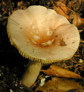 Image of Russula betularum Hora 1960