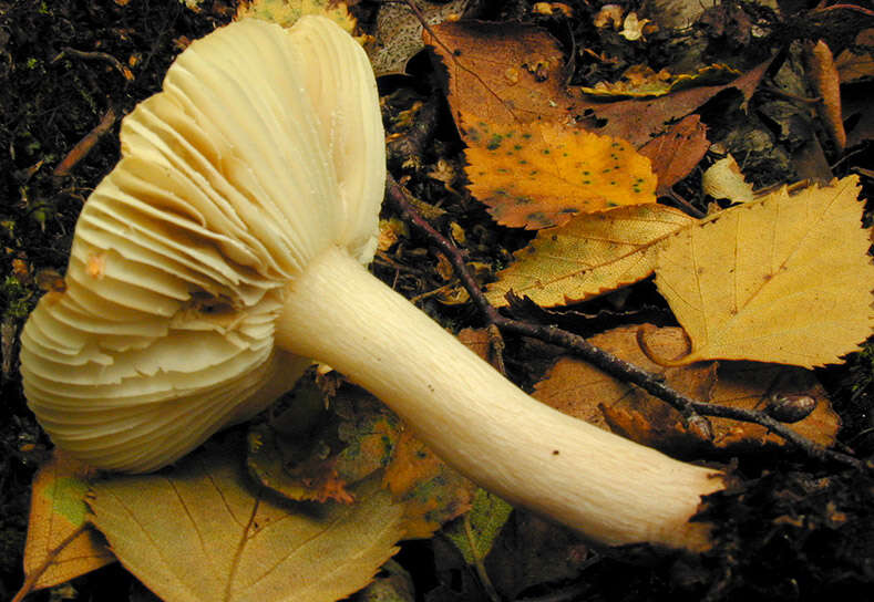 Image of Russula betularum Hora 1960