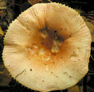 Image of Russula betularum Hora 1960