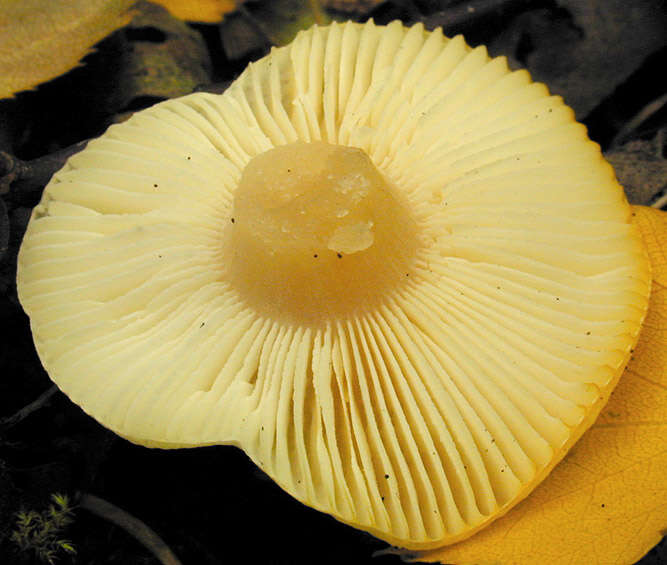 Image of Russula betularum Hora 1960