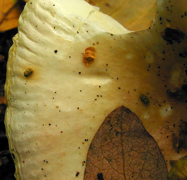 Image of Russula betularum Hora 1960