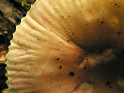 Image of Russula betularum Hora 1960