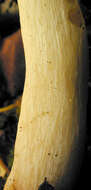 Image of Russula betularum Hora 1960