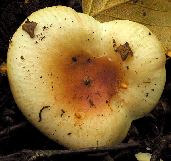 Image of Russula betularum Hora 1960