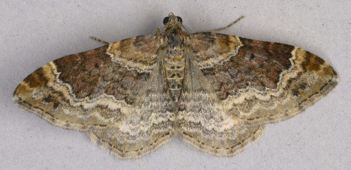 Image of Red Twin-spot Carpet
