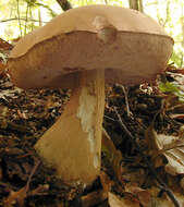 Image of Tylopilus felleus (Bull.) P. Karst. 1881