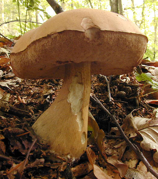 Image of Tylopilus felleus (Bull.) P. Karst. 1881