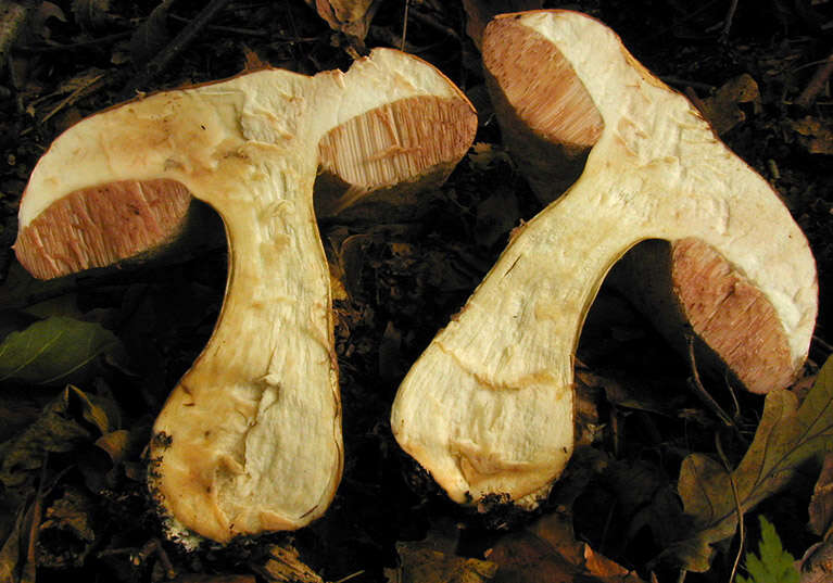 Imagem de Tylopilus felleus (Bull.) P. Karst. 1881