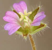 Image of Small-flowered Cranesbill