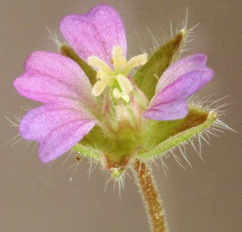 Image of Small-flowered Cranesbill