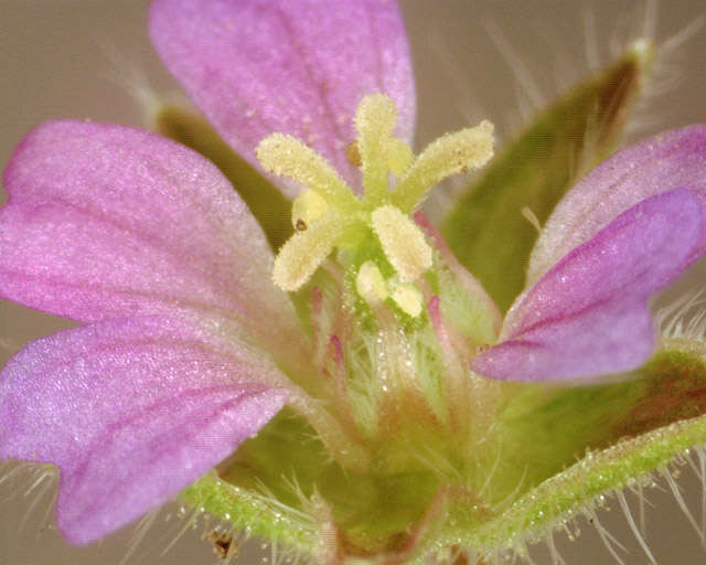 Image of Small-flowered Cranesbill