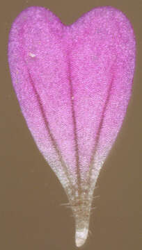 Image of Small-flowered Cranesbill