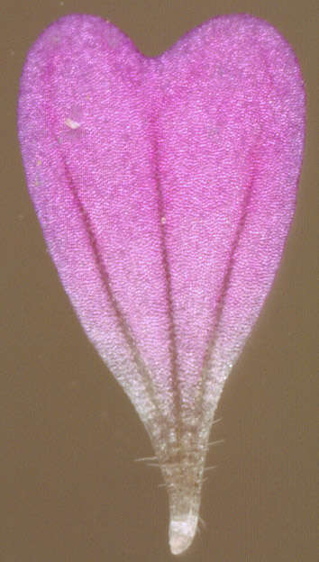 Image of Small-flowered Cranesbill