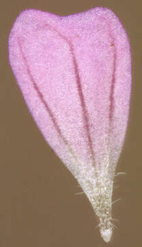 Image of Small-flowered Cranesbill