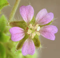 Image of Small-flowered Cranesbill