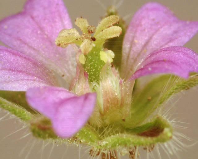 Image of Small-flowered Cranesbill