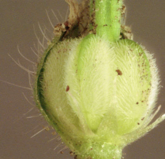 Image of Small-flowered Cranesbill