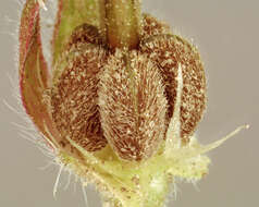 Image of Small-flowered Cranesbill