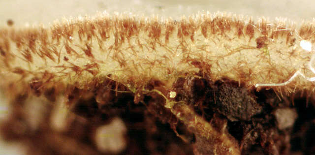 Image of Trichophaea woolhopeia (Cooke & W. Phillips) Boud. 1885