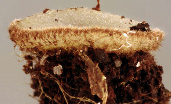 Image of Trichophaea woolhopeia (Cooke & W. Phillips) Boud. 1885