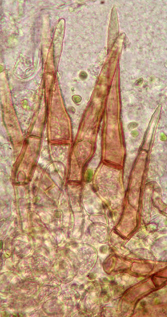 Image of Trichophaea woolhopeia (Cooke & W. Phillips) Boud. 1885