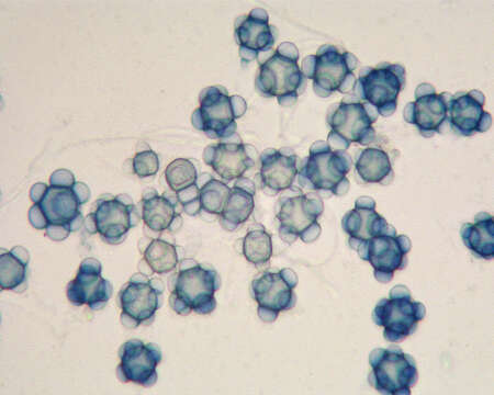 صورة Stephanoma strigosum Wallr. 1833