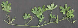 Image of Small-flowered Cranesbill