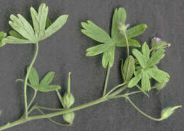 Image of Small-flowered Cranesbill