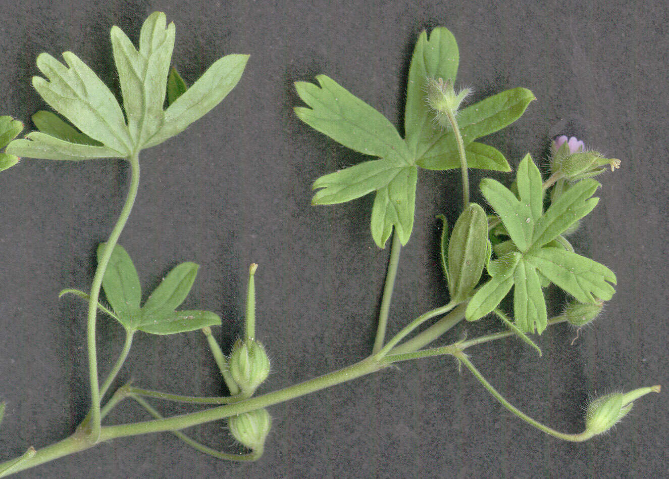 Image of Small-flowered Cranesbill