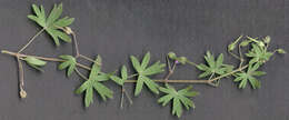 Image of Small-flowered Cranesbill