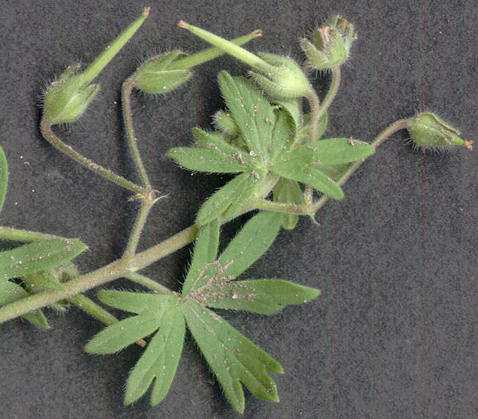 Image of Small-flowered Cranesbill