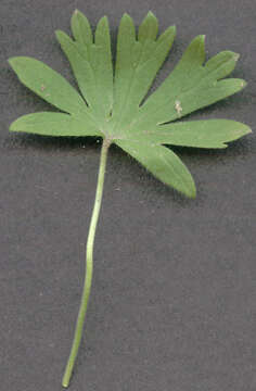 Image of Small-flowered Cranesbill