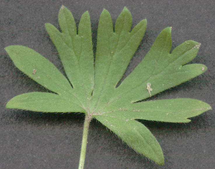 Image of Small-flowered Cranesbill