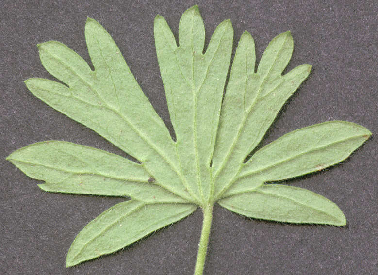 Image of Small-flowered Cranesbill