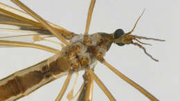 Image of hairy-eyed craneflies