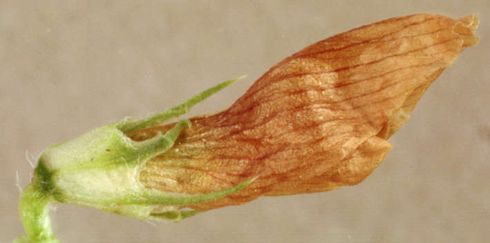 Image of alsike clover