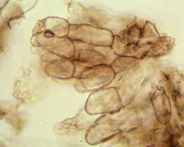 Image of Xerocomellus porosporus (Imler ex Watling) Šutara 2008