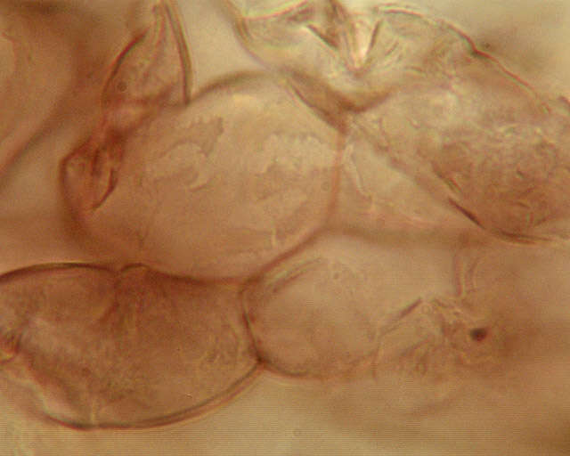 Image of Xerocomellus porosporus (Imler ex Watling) Šutara 2008