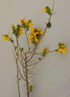 Image of <i>Genista <i>anglica</i></i> var. anglica