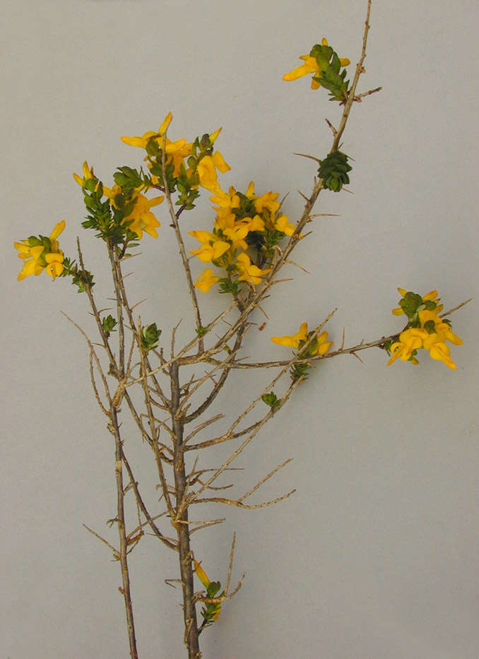 Image of <i>Genista <i>anglica</i></i> var. anglica