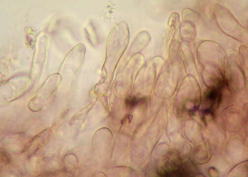 Hortiboletus rubellus (Krombh.) Simonini, Vizzini & Gelardi 2015 resmi