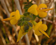 Image of <i>Genista <i>anglica</i></i> var. anglica