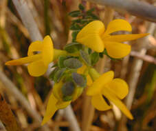 Image of <i>Genista <i>anglica</i></i> var. anglica