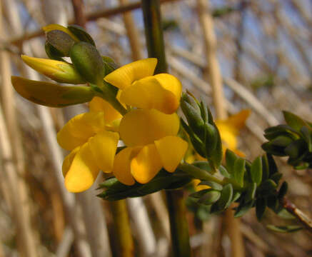 Image of <i>Genista <i>anglica</i></i> var. anglica