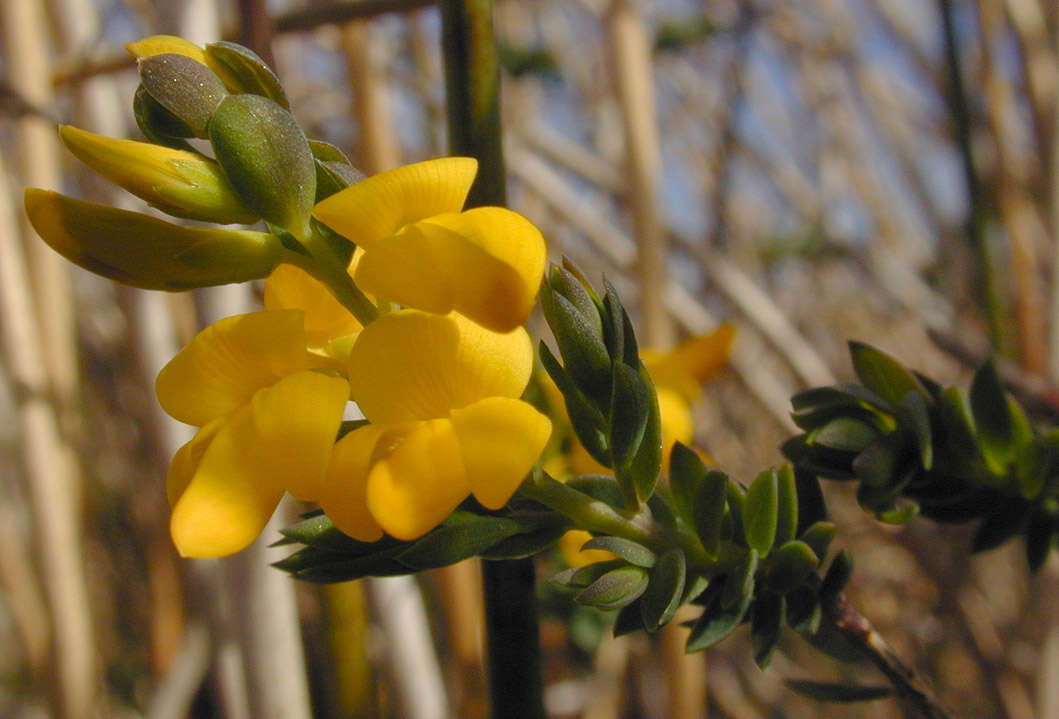 Image of <i>Genista <i>anglica</i></i> var. anglica