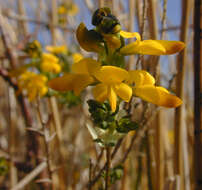 Image of <i>Genista <i>anglica</i></i> var. anglica