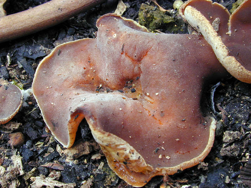 Imagem de Peziza echinospora P. Karst. 1866