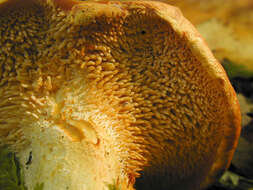 Image of wood hedgehog