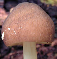 Image of Pluteus griseoluridus P. D. Orton 1984